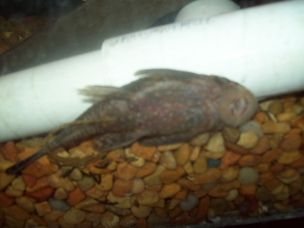 About To Lay Eggs? | Tropical Fish Forums