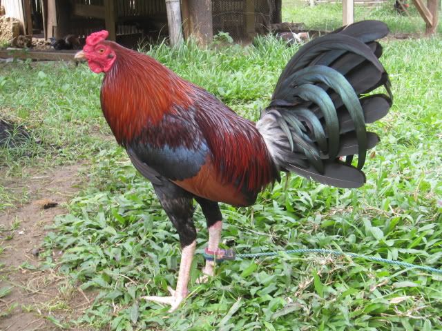 2012-2013 breeding season for my wael asil grading adventure