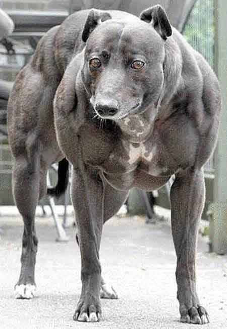 strongest dog in world. The God Lives And Thy name is