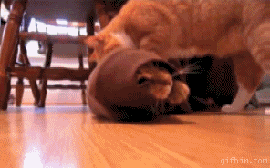 [Image: cats-playing.gif]