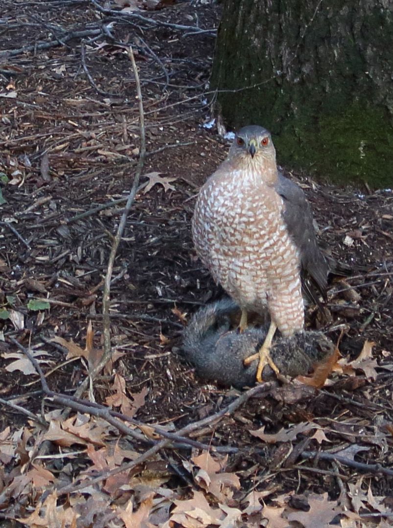 IMAGE: http://i302.photobucket.com/albums/nn84/kezug/IMG_1131y1_zpsefafdfbf.jpg