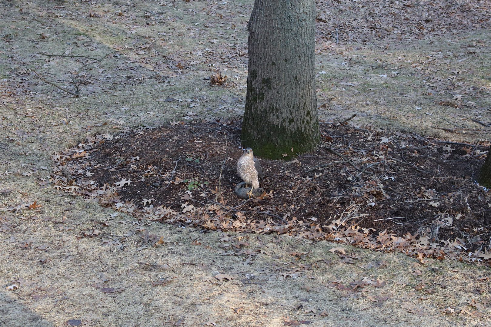 IMAGE: http://i302.photobucket.com/albums/nn84/kezug/IMG_1131y_zps6c6aeb7d.jpg