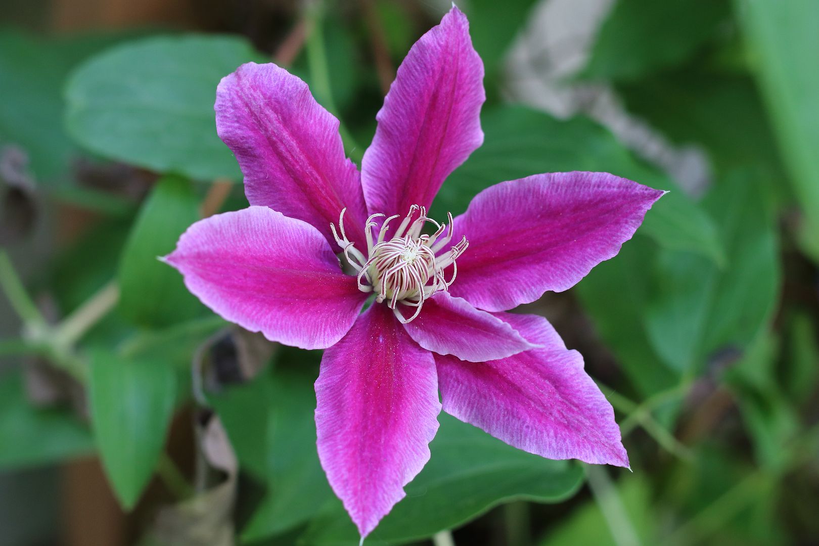 IMAGE: http://i302.photobucket.com/albums/nn84/kezug/IMG_6090a_zpsbeb0ee1a.jpg