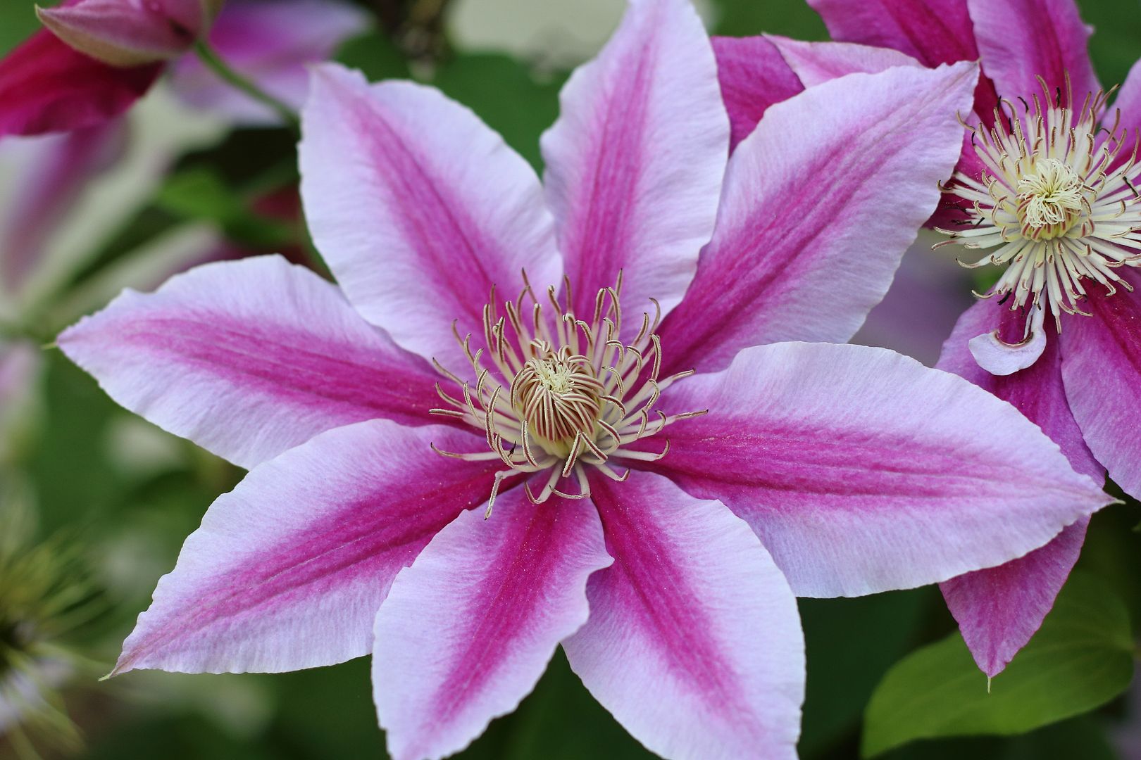 IMAGE: http://i302.photobucket.com/albums/nn84/kezug/IMG_6091a_zps7438f21d.jpg