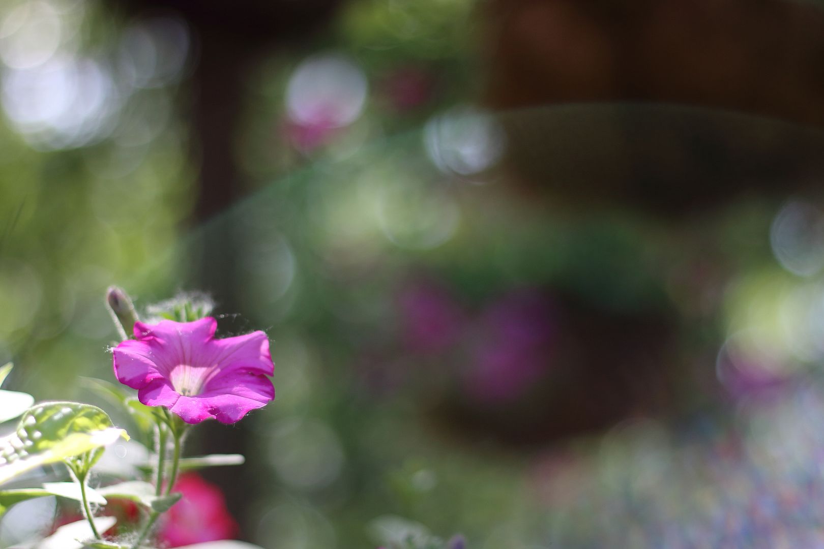 IMAGE: http://i302.photobucket.com/albums/nn84/kezug/IMG_6166a_zps9417bc36.jpg