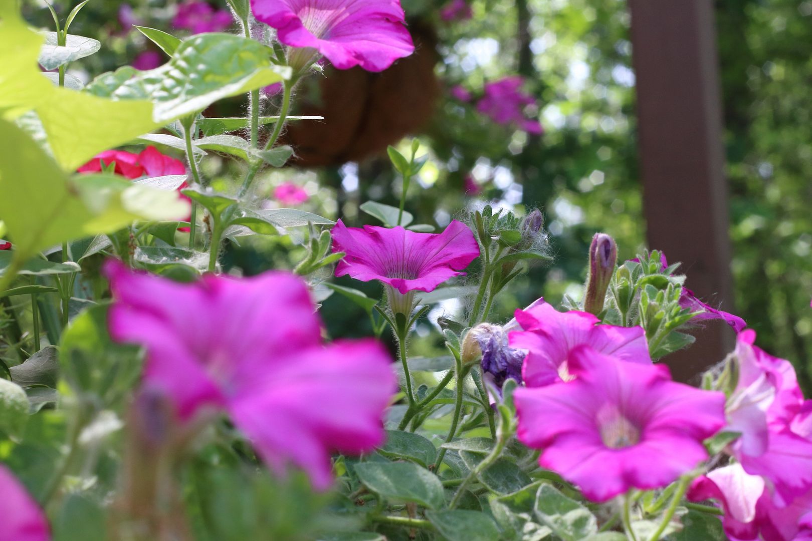 IMAGE: http://i302.photobucket.com/albums/nn84/kezug/IMG_6176a_zpsd74ad948.jpg