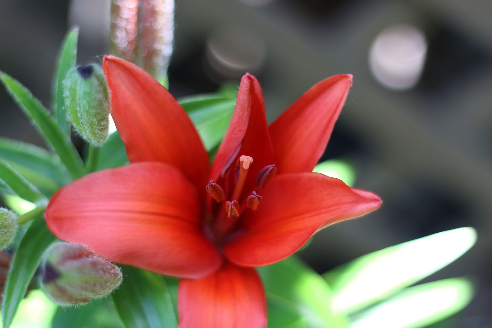 IMAGE: http://i302.photobucket.com/albums/nn84/kezug/IMG_6198a_zpsc16f53a7.jpg