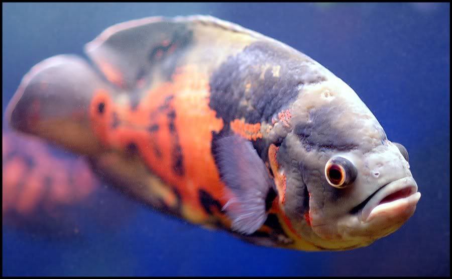 Oscar fish Pictures, Images and Photos