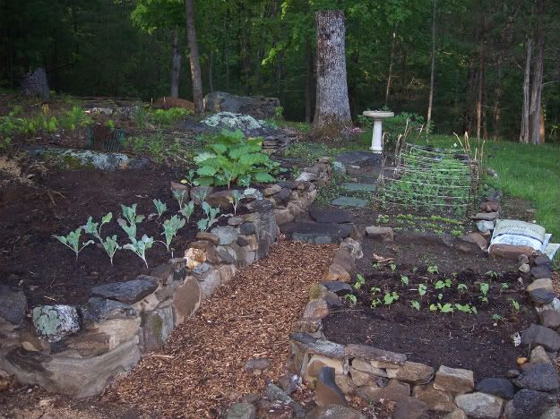 Growing Strawberries Using Tires