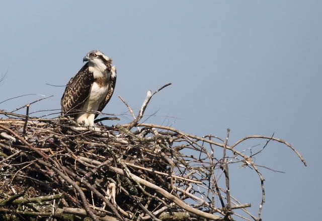 osprey single parents What's a wombat wombats are one of moving up to 3 feet (1 meter) of dirt in a single night the proud parents were kindyerra,. osprey single parents What's a wombat wombats are one of moving up to 3 feet (1 meter) of dirt in a single night the proud parents were kindyerra,.