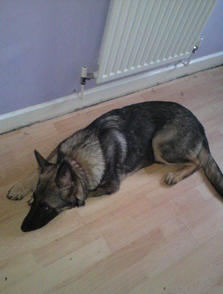 gsd x