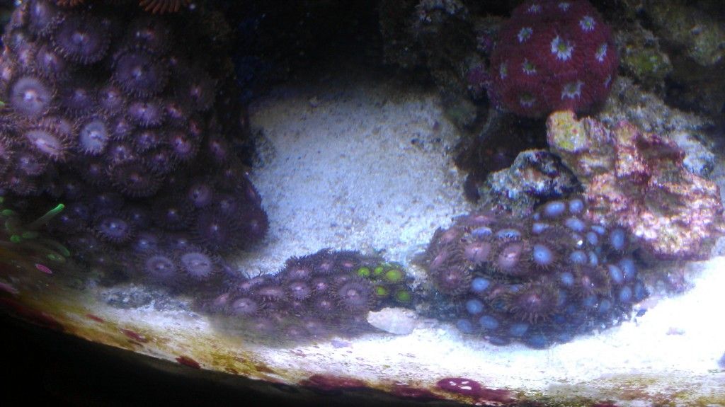 IMAG0308 - MASM Fall Frag Swap