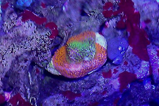 IMAG0316 zps344c192f - MASM Fall Frag Swap