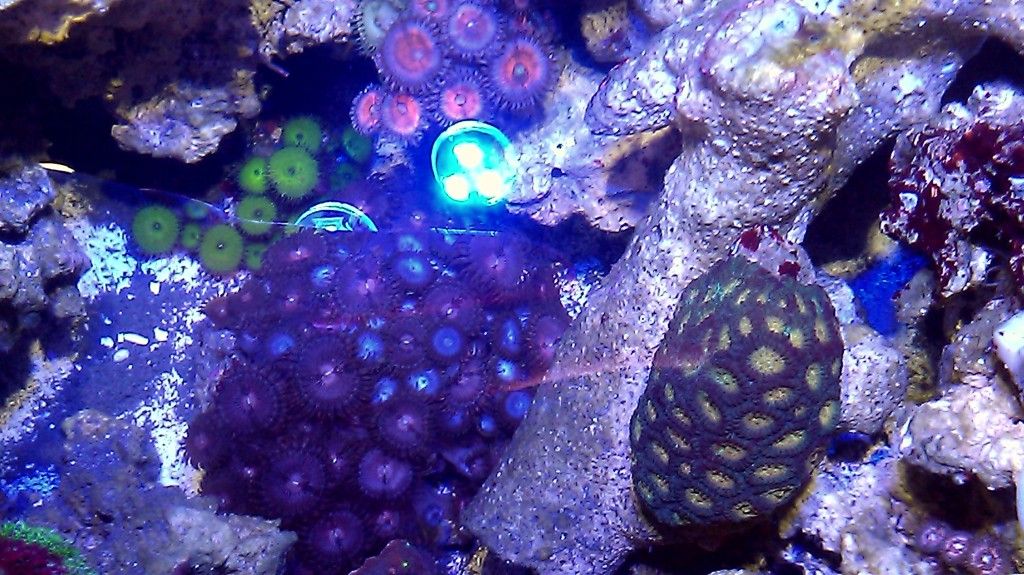 IMAG0499 1 - FS-FT Zoas - Palys- LPS