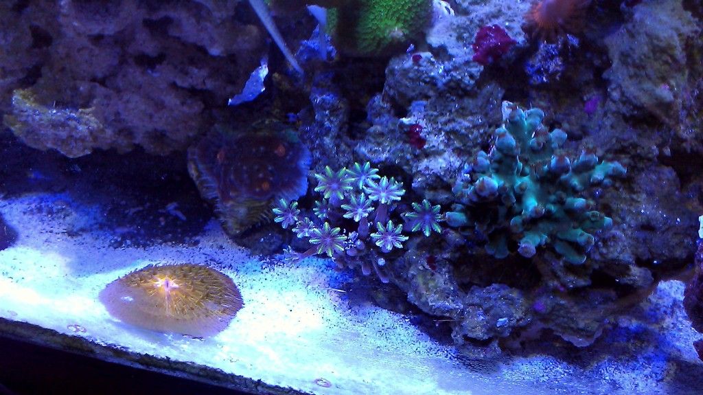 IMAG0508 1 - FS-FT Zoas - Palys- LPS