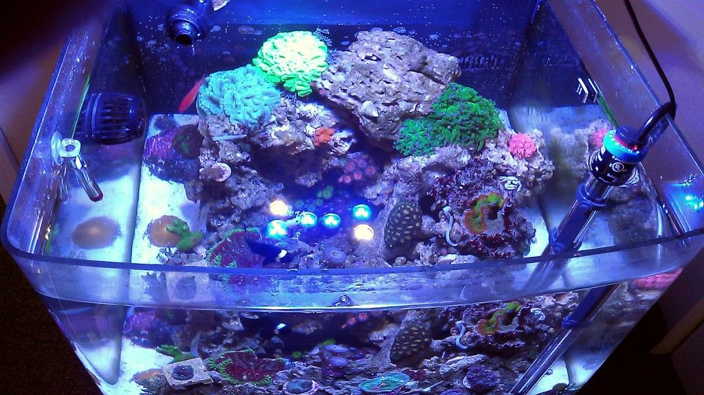 IMAG0513 1 - FS-FT Zoas - Palys- LPS