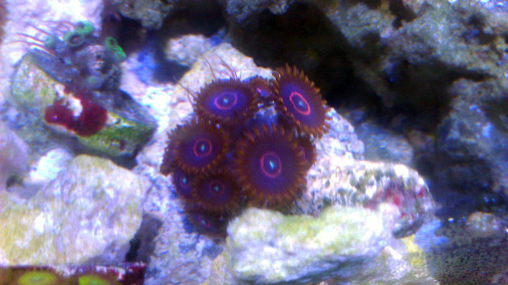 IMAG0549 - FS-FT Zoas - Palys- LPS
