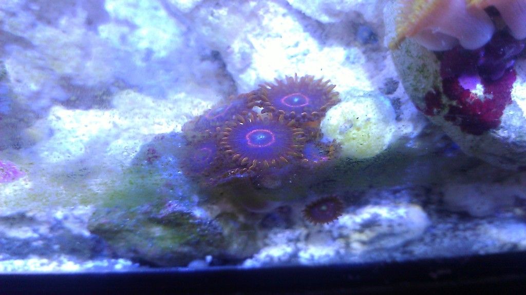 IMAG0550 - FS-FT Zoas - Palys- LPS
