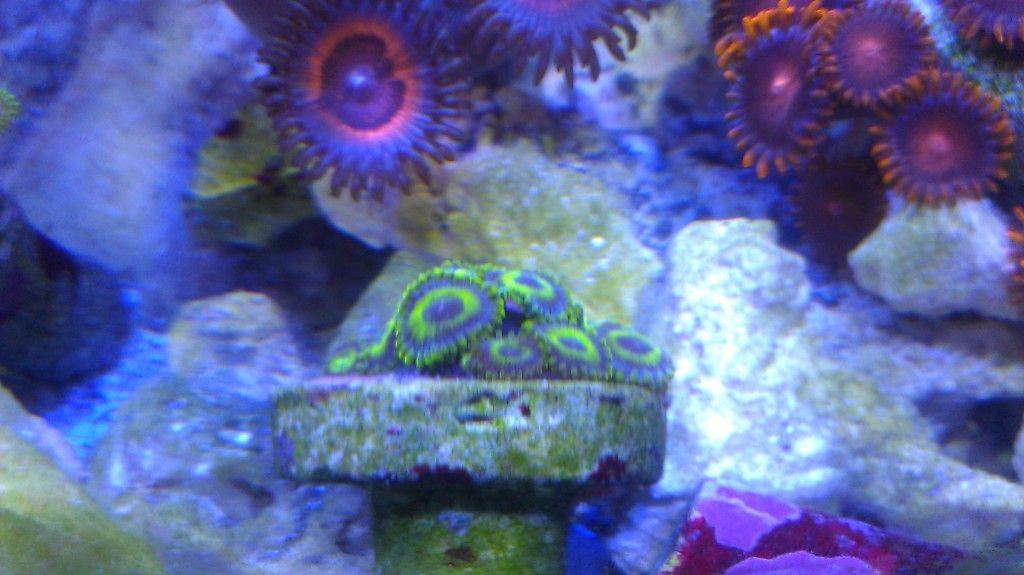 IMAG0551 - FS-FT Zoas - Palys- LPS