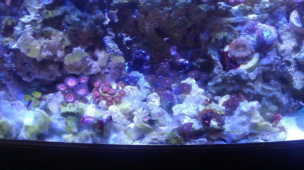 IMAG0552 - FS-FT Zoas - Palys- LPS