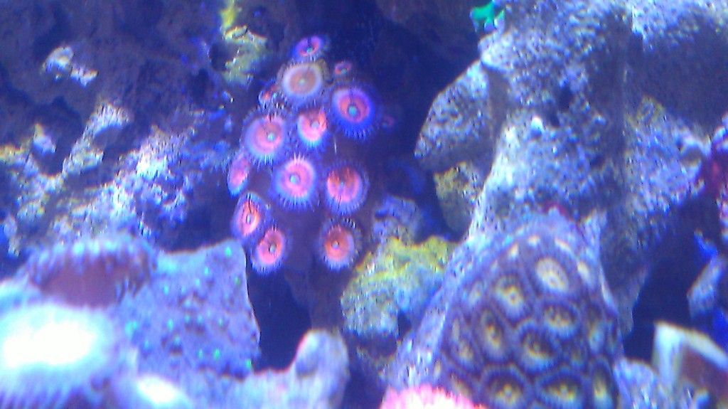 IMAG0553 - FS-FT Zoas - Palys- LPS