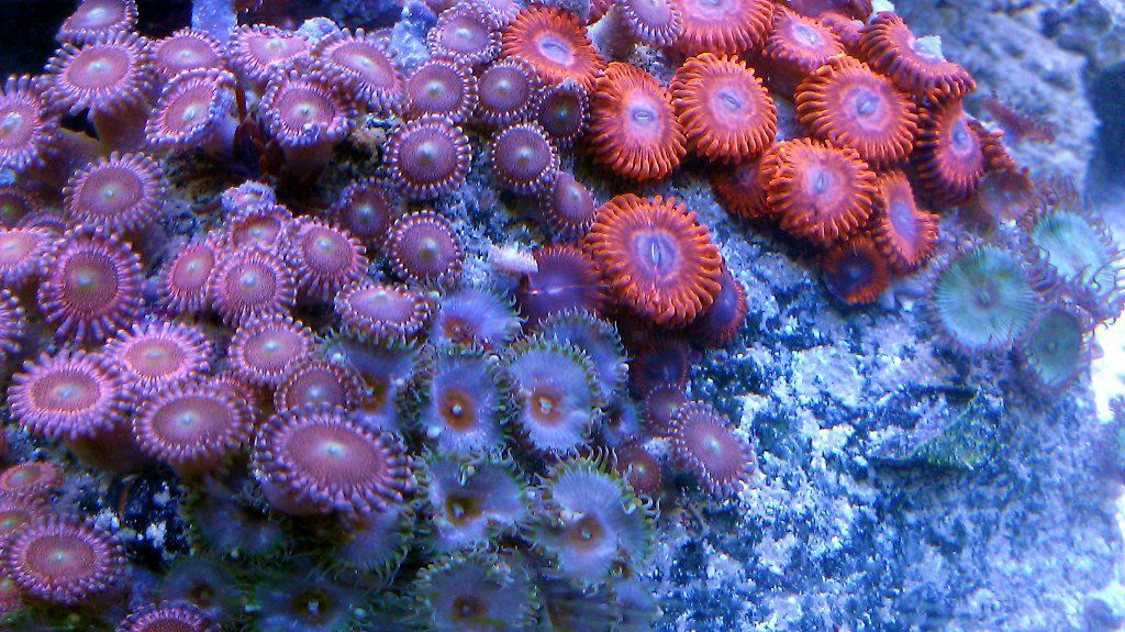 IMAG0567 - FS-FT Zoas - Palys- LPS