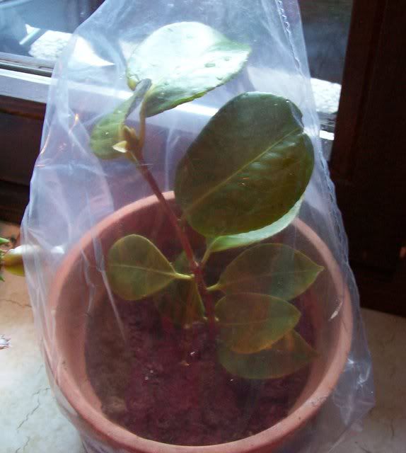 23Aprile2008020.jpg