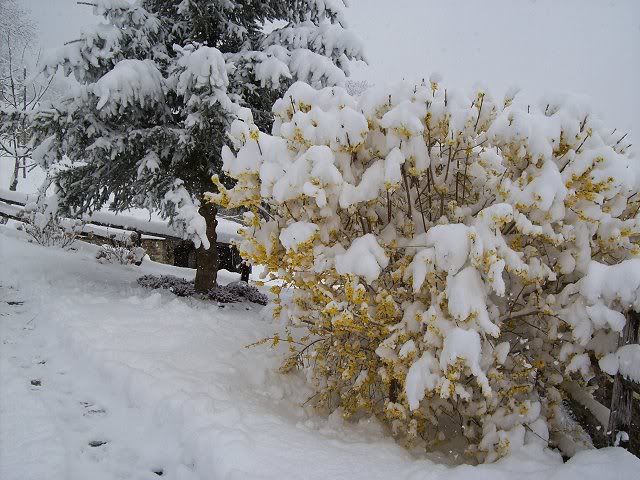 NevicataPasquale2008014.jpg