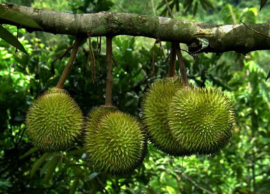 Durian Pictures, Images and Photos