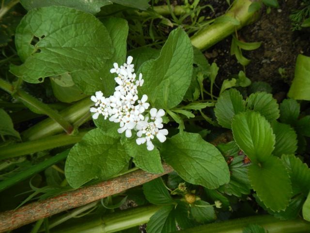  photo file_zps0e97526a.jpg