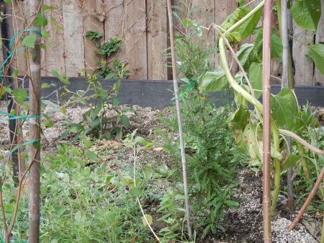 photo file_zps45607293.jpg