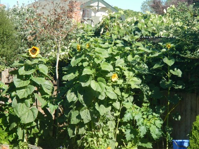  photo file_zpsc679e4a2.jpg