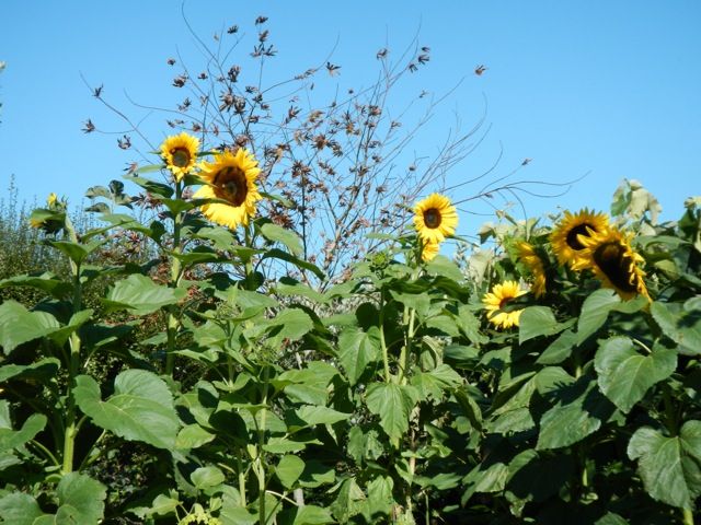  photo file_zpsc6d227d4.jpg