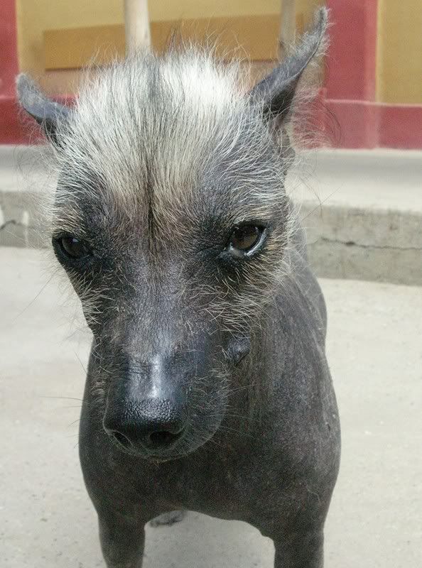 Peruvian Hairless Dog With Mohawk Photo by evastonge Photobucket