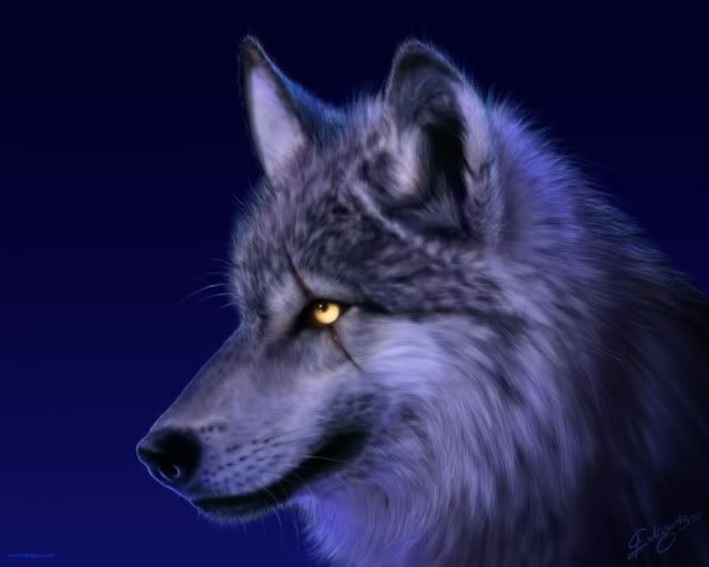 Wolf With Scar