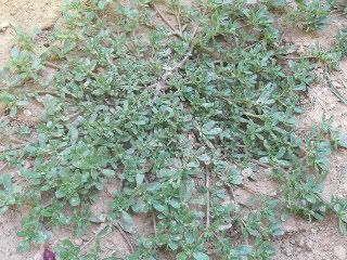 purslane glistrida watercress