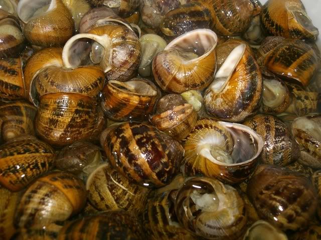 salted snails