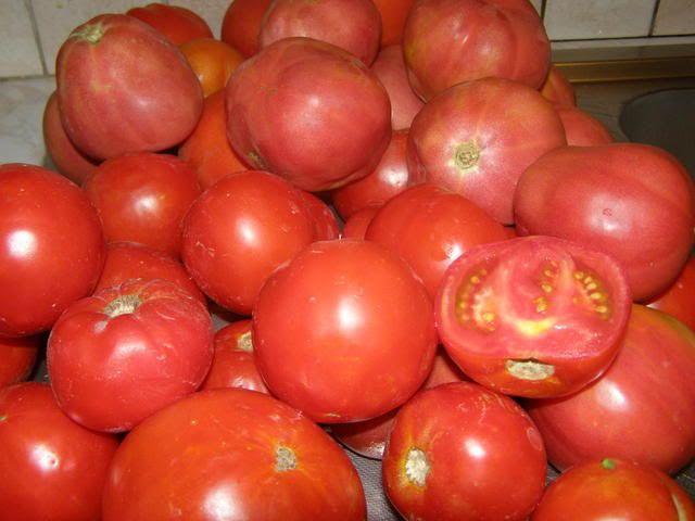 tomato glut