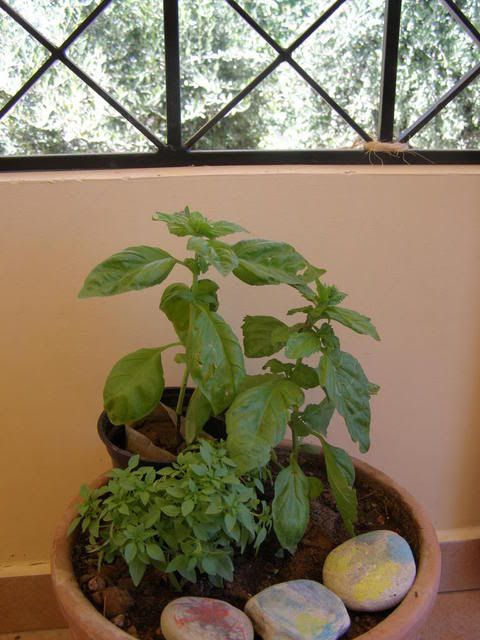 basil plants