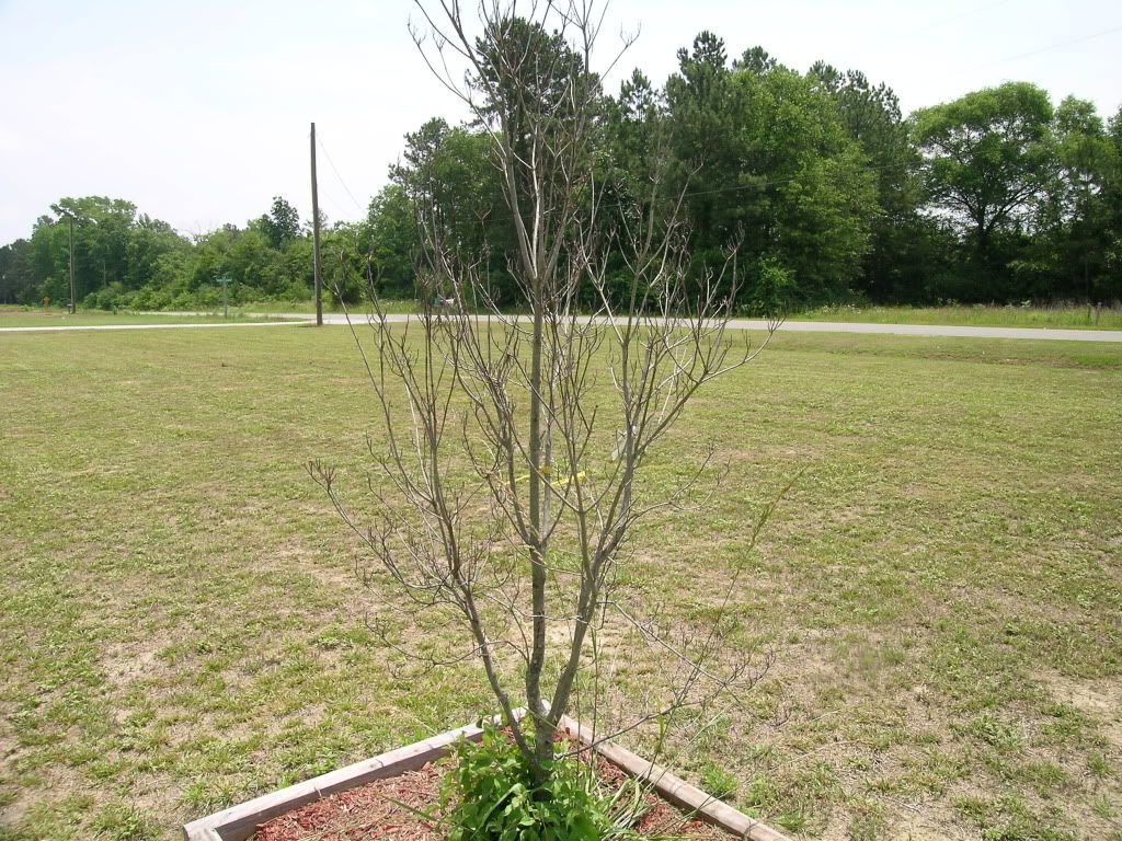 Dead Dogwood Tree