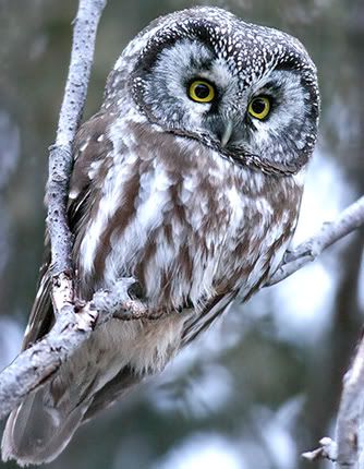 boreal_owl.jpg