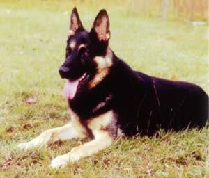 german shepard Pictures, Images and Photos