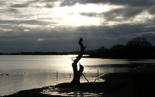 Dead tree on beach