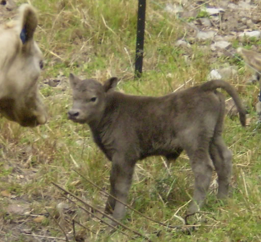 Knock kneed calf Cattle, Cow & Ranching Community