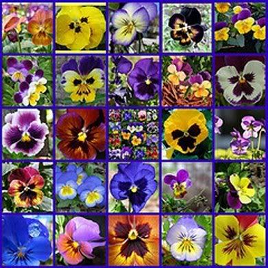 pansies-1.jpg pansies image by potts2009