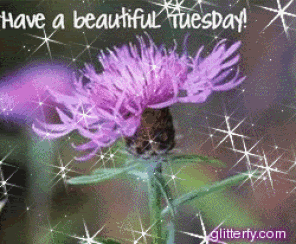 tuesday.gif