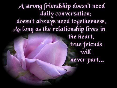 friendship rose Pictures, Images and Photos
