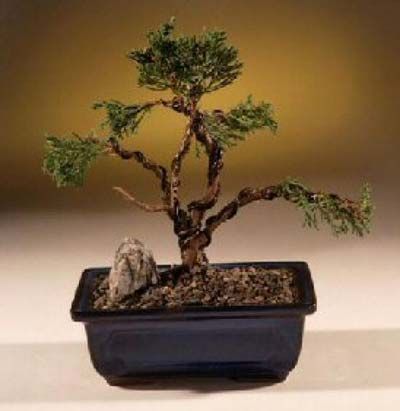 ShimpakuJapaneseBonsaiTree.jpg