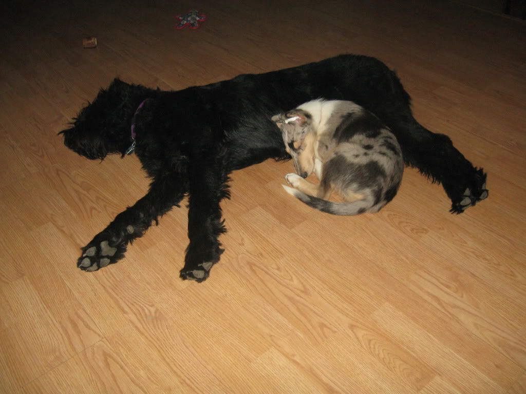 Dogs Spooning