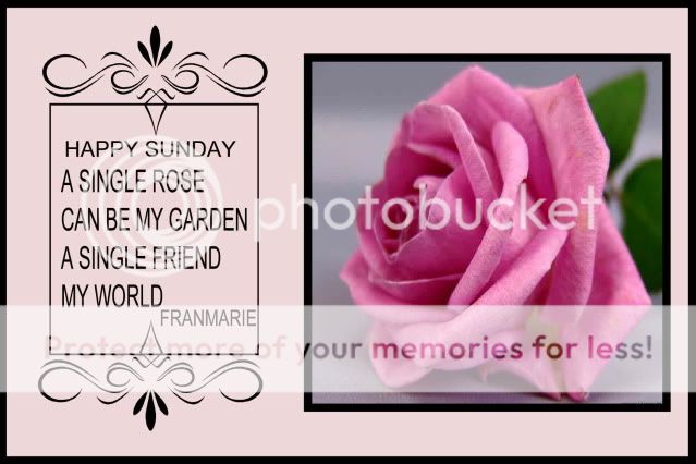 rose for friends as Sunday greeting. from me and my blog thru photobucket images/ FMK LOGO